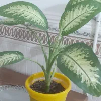 گل و گیاه
