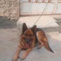 سگ ژرمن ماده|سگ|فلاورجان, |دیوار