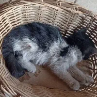 فعالیت داوطلبانه امداد.