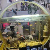 اکواریم کلاسیک دایره ای|ماهی|شیراز, شهرک جماران|دیوار