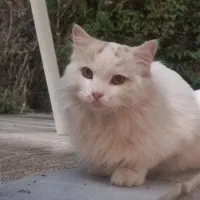 گمشده|گربه|مهریز, |دیوار