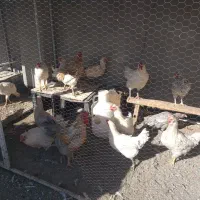 مرغ و خروس گلین لری