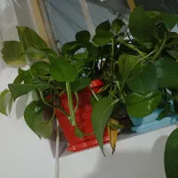 گلدان گل خانگی طبیعی