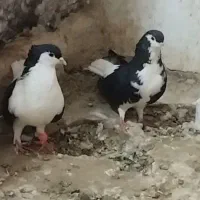 باسلام تعداد کفترخوشکل سالم
