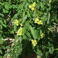 اجرای فضای سبز آبیاری قطره ای شمشاد اقاقیا مویز