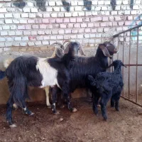 ۳راس بز با ۳بزغاله جوان