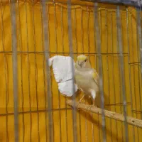 قناری نرو ماده|پرنده|همدان, |دیوار