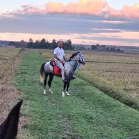 اسب نریون|اسب و تجهیزات اسب‌سواری|طاهرگوراب, |دیوار