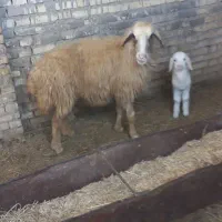 یک عدد گوسفند ویک عدد نره جدای