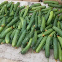 خیار|خوردنی و آشامیدنی|اراک, |دیوار