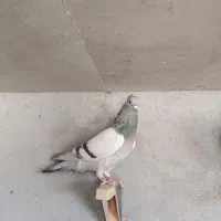 ماده سوسنی