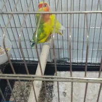 جفت طوطی برزیلی|پرنده|شوشتر, |دیوار