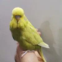 مرغ عشق انگلیسی وکوتوله نر مست