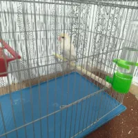 کوتوله برزیلی|پرنده|شیراز, کوشک میدان|دیوار