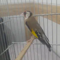 سهره ماده معاوضه بانر لکی