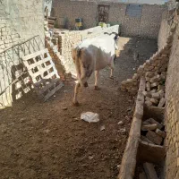 تلیسه آبستن