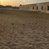 پانسیون و نگهداری اسب  با خوراک ۳ نوبت