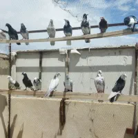 کبوتر پرشتی