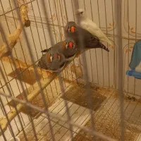 فنچ