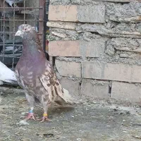 گنجه بری کبوتر پرشی