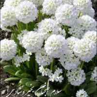 مربی مهدکودک