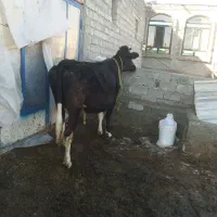 گاو سیاه ابستن|حیوانات مزرعه|اشنویه, |دیوار