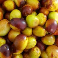عناب تازه با ضمانت و شرط