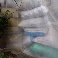 کودبار کبوتر