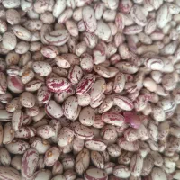 لوبیاچیتی تازه|خوردنی و آشامیدنی|سراجو, |دیوار