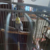 عروس هلندی|پرنده|کرج, باغستان|دیوار