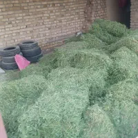 فروش یونجه|عمده‌فروشی|دشتابی, |دیوار