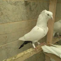 کفتر دم سیاه کاکلی نر