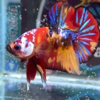 ماهی فایتر استثنایی