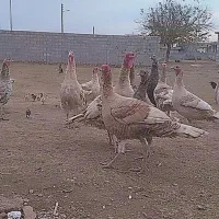 بوقلمون نر|حیوانات مزرعه|گنبد کاووس, |دیوار