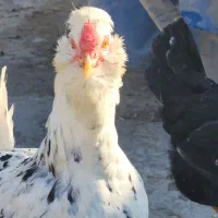 تخم مرغ|حیوانات مزرعه|فلاورجان, |دیوار