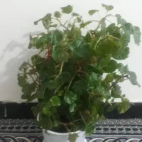 طراوت|گل و گیاه طبیعی|الشتر, |دیوار