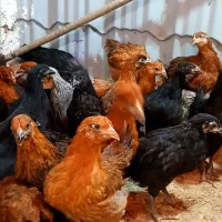 جوجه مرغ و خروس محلی گلپایگانی