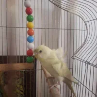 چهار عدد مرغ عشق پروانه ای|پرنده|مشهد, پروین اعتصامی|دیوار