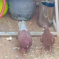پرنده|پرنده|قم, پردیسان|دیوار