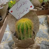 پک 12تایی ساکولنت گل های زیبا و قشنگ