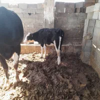 گوساله ماده|حیوانات مزرعه|شیراز, جرسقان|دیوار