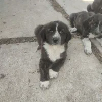 واگذاری سگ قدرجونی ماده|سگ|صومعه‌سرا, |دیوار