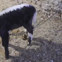 گوساله ماده ۵۰ روزه|حیوانات مزرعه|ضیاء آباد, |دیوار