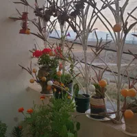 فروش دو متر حفاظ  بوته ای با ارتفاع یکمتری