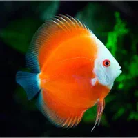 فروشگاه آکواریوم و ماهی گلدن فیش|ماهی|گلپایگان, |دیوار