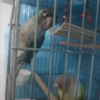 جفت گرینجیک|پرنده|مشهد, ادیب نیشابوری (شهرک غرب)|دیوار