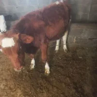 گاو وگوساله سمینتال اصل|حیوانات مزرعه|ماهنشان, |دیوار