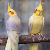 یک جفت عروس هلندی با تخم