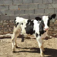 گوساله 110 کیلو