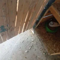 کبوتر گمشده|حیوانات|امیدیه, |دیوار